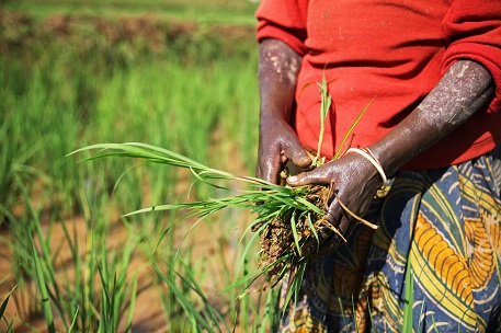 Rice growing
